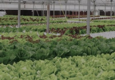 Salad Day view of produce in rows in a greenhouse.